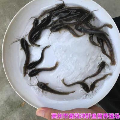 江蘇徐州埃及塘虱苗江蘇淮安革胡子鯰魚苗出