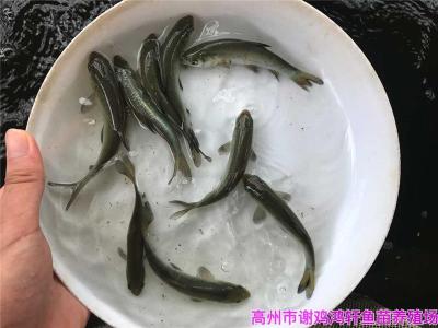 浙江舟山螺丝青鱼苗浙江义乌螺狮青鱼苗出售