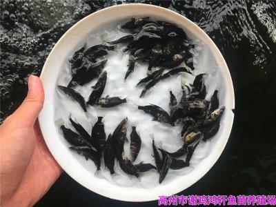 江蘇鹽城鱖魚苗江蘇揚州桂魚苗出售