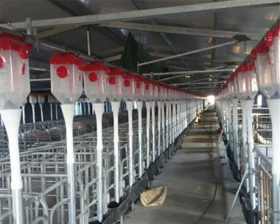 养猪场自动化育肥母猪料线