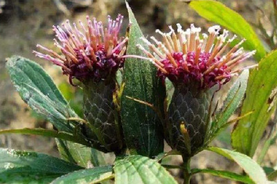 湖北鑫希望生态农业苍术种植让您经营低风险