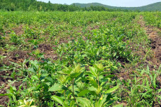 湖北鑫希望生态农业苍术种植优质的产品实力