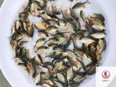 廣東茂名紅鯧魚苗廣東陽江白鯧魚苗批發