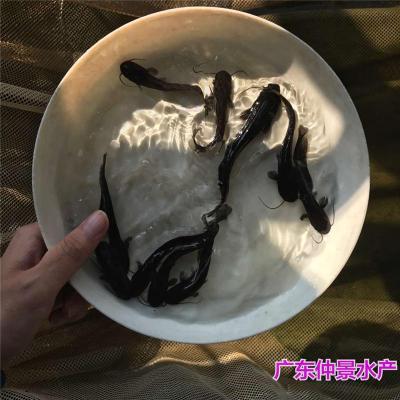 清遠鯰魚苗價格廣東茂名大口鯰魚苗批發