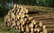 木材进口报关代理木材进口报关公司