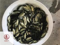 廣西北海建鯉魚苗廣西欽州鯉魚苗批發