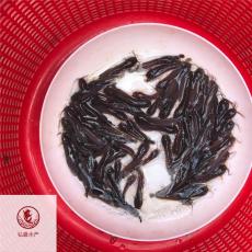 廣西梧州胡子鯰魚苗廣西玉林埃及塘鲺魚苗