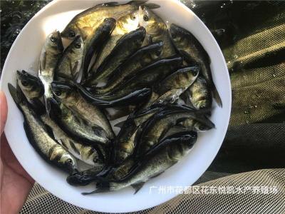 湖南张家界扁鱼苗湖南岳阳白鲢鱼苗批发