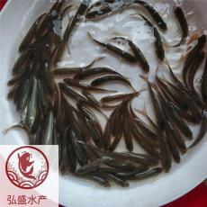 江西上饒丁歲魚苗江西鷹潭丁桂魚苗批發