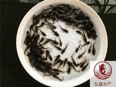 廣西貴港紅羅非魚苗廣西賀州彩虹鯛魚苗