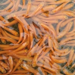 鱼苗养殖 传授养殖技术