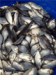 各种品类鱼苗批发 鱼苗出售