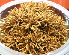 南海冬虫夏草回收多少钱一克-南海回收虫草