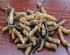 海珠专业回收西藏那曲虫草-回收虫草多少钱