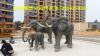 信宜园林景观公园仿真动物大象雕塑生产厂家
