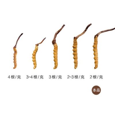 丰泽回收冬虫夏草-丰泽虫草回收公司