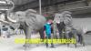 动物园玻璃钢仿真大象母子象小象雕塑定制厂