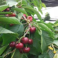 蜜露樱桃苗种植栽培基地供应甜樱桃品种蜜露