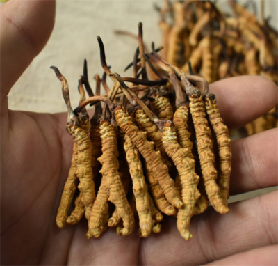 顺德回收冬虫夏草价格顺德哪里回收冬虫夏草