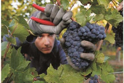 湖南法国福尔斯酒庄红葡萄酒系列