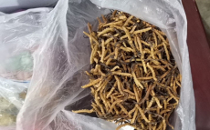 宝山区虫草回收-各种虫草回收价格一览