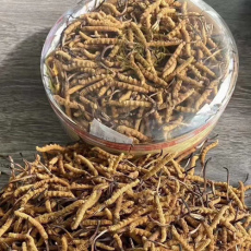 广州市虫草回收-目前虫草回收什么价格