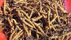 番禺冬虫夏草回收-回收虫草联系方式