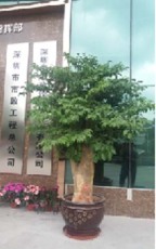 龙华北站写字楼花卉租赁服务平台