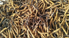 黄江长期回收冬虫夏草-常年回收虫草商家