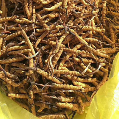 东莞南城回收虫草-虫草回收价格透明化