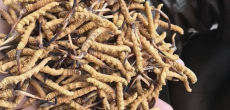 南京冬虫夏草回收-虫草回收价格开始上升