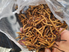 泰州回收过期冬虫夏草-本地回收虫草老店