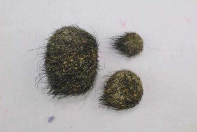 莆田靠谱的牛宝的作用