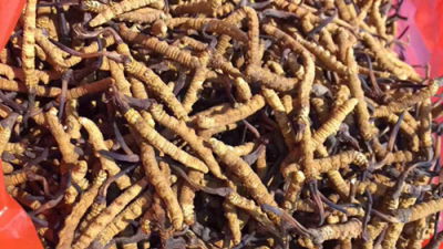 三门峡回收虫草公司-目前虫草回收价格