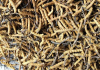 许昌回收虫草公司-虫草回收价格开始上升