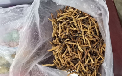 郑州长期回收冬虫夏草-回收虫草价格不错