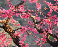 河源连平赏桃花 热龙度假村温泉两日游