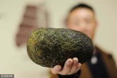 呼和浩特灰黑色豬寶鑒定方法