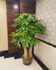 南山科技園創意組合綠植租賃咨詢