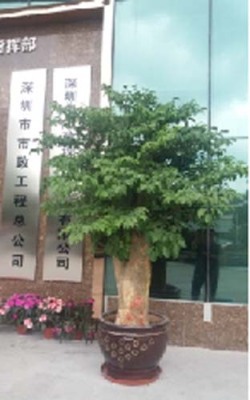 龙华北站办公楼花卉租赁图片