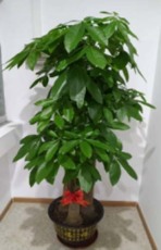 深圳观澜小区绿植租赁单价