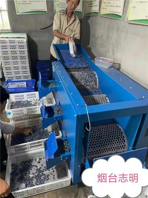 煙臺志明牌特色藍(lán)莓分選機(jī)滾筒調(diào)速選果好