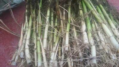 白洋淀芦苇苗基地  种植芦苇种苗技术指导