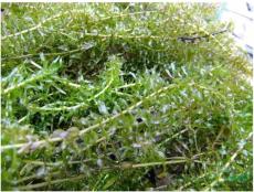 沉水植物伊樂藻種質基地 伊樂藻種苗價格