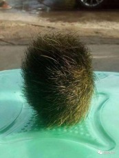 南阳猪宝哪里收