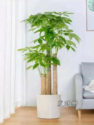 锦丰绿植花卉租赁价格多少