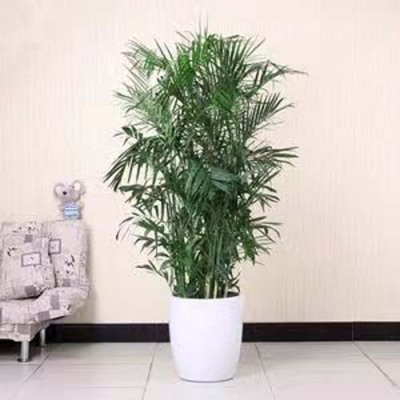 浮桥植物养护价格哪家实惠