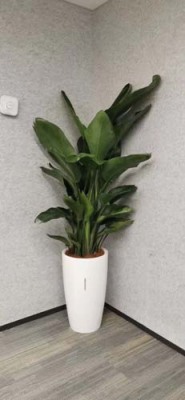 江陵室内植物租赁价格