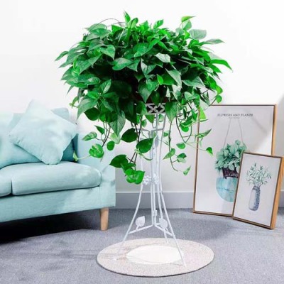 临湖花镜施工养护