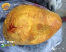 衡阳鸡宝鉴定